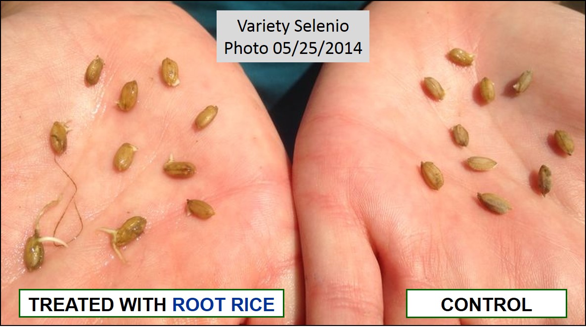 Comparation of rice plants treated with ROOT RICE and Control